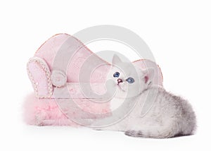 Small silver british kitten with pink divan