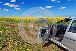 small silver car in rapseed field with open door at sunny noon