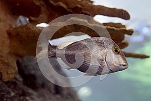 Small silver Fish at the Aquarium