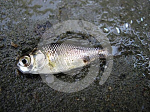 Small silver fish on the shore