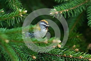 A small singing Common Firecrest Regulus ignicapilla with raised crest in Estonian boreal forest
