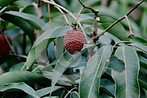 Small single hanging lychee on tree