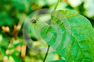 Small single ladybug sitting on a green leaf