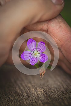 small single pink flower hid from the wind