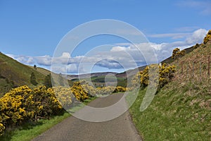 The small single tracked road through Quharity Glen with Flowering Gorse flanking it on the Hillside. photo