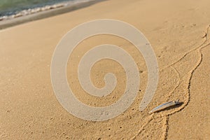 Small single transparent fish washed ashore on a golden sand beach.