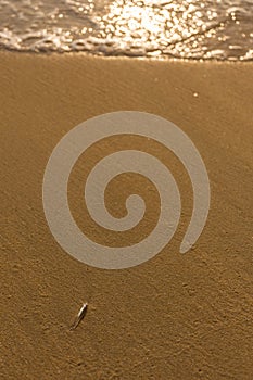 Small single transparent fish washed ashore on a golden sand beach.