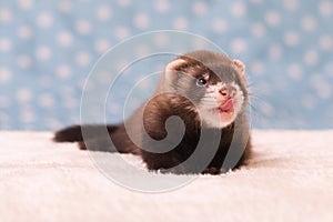 Small six weeks old ferret standard dark sable color in studio photo