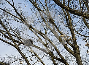 Small size bird nest on a tree