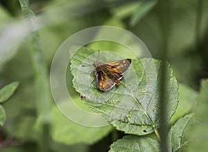 Small skipper