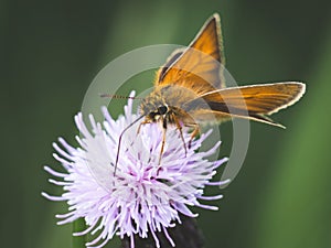 Small Skipper Butterfly feeding