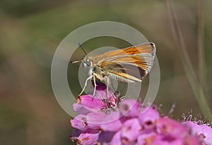 Small Skipper butterfly