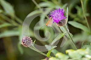 Small Skipper Butterfly feeding on a thistle