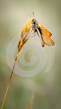 Small Skipper Butterfly, Thymelicus sylvestris resting on a Grass Head Inflorescence photo