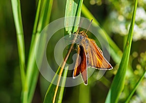 A small skipper sits on a blade of grass