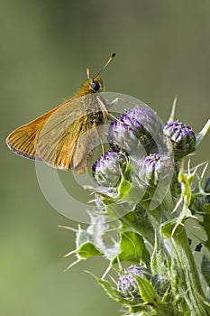 Small Skipper ( Thymelicus sylvestris )