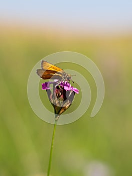 Small skipper thymelicus sylvestris butterfly male feeding on flower
