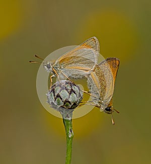 Small Skippers