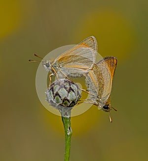 Small Skippers photo