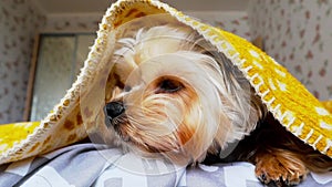 Small sleepy domestic Yorkshire Terrier dog doggy lyes under yellow plaid on bed