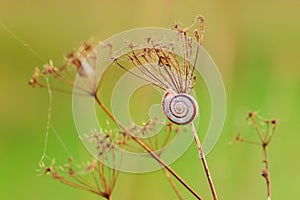 Small slug on dry grass illuminated by sunset - closeup