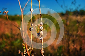 Small slugs clung to the stalks of dry grass