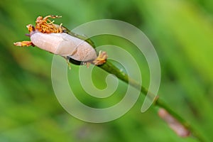 Small slugs crawling on flower petal in the green meadow