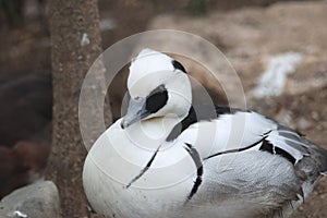 Small Smew perched on the ground, looking ahead with its beady eyes