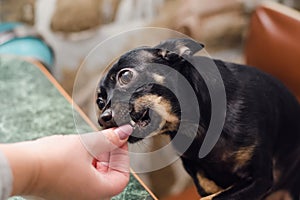 A small smooth-haired dog breed Toy terrier eats a delicacy from the hand of his mistress