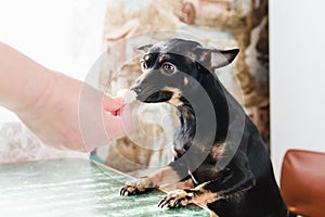 A small smooth-haired dog eats a delicacy from the hand of his mistress sitting at the green dining table