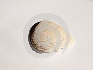 A small smooth and rough little sea shell on a white background