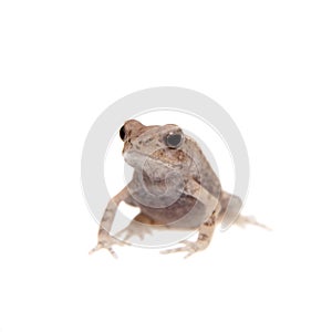 Small smooth-sided toad isolated on white background