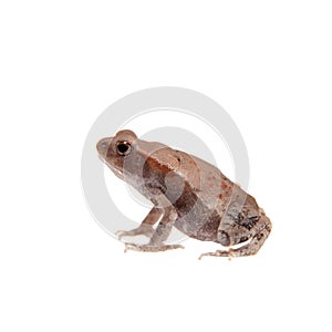 Small smooth-sided toad isolated on white background
