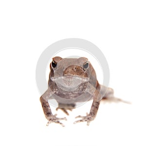 Small smooth-sided toad isolated on white background