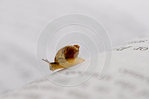 Small snail