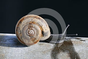 Small snail