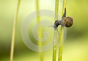 Small snail