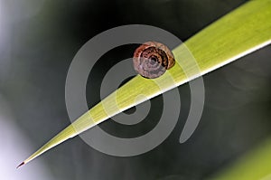 Small snail above a long leaf