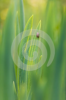 Small snail animal on grass stem. Macro spring background