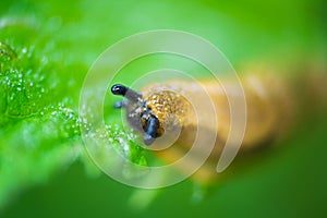 Small snail animal on green leaf with dew water drops. Animal background