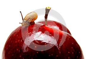 Small snail on apple
