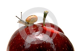 Small snail on apple