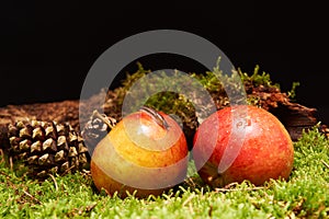 Small snail on apple in decoration with apples, pine cone, a branch and green moss