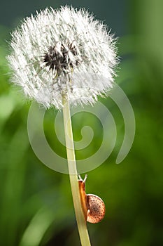 Small snail on big dandelion photo