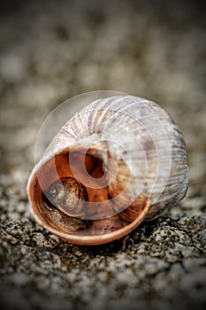 A Small Snail in a Big Shell