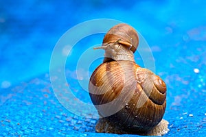 Small snail on a big snail