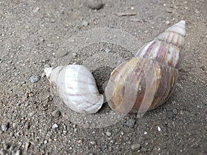 small snail and big snail