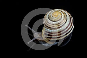 Small snail on a black background