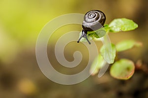 A small snail on a blade of grass looks down