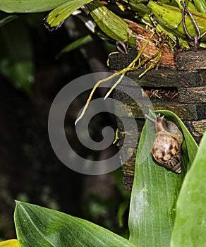 Small snail brown color with antenna in natural shell climb on green leaf for eating. animal wildlife growing outdoor garden in th